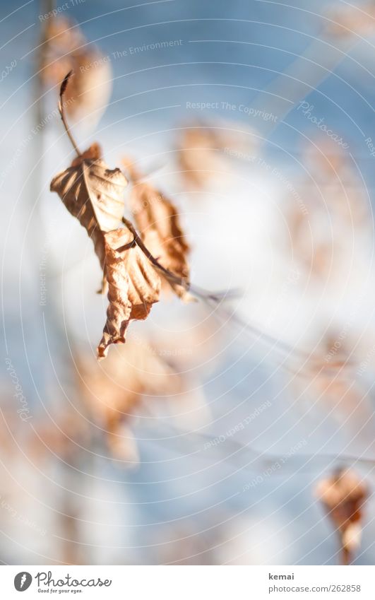 left Environment Nature Plant Sunlight Autumn Winter Beautiful weather Ice Frost Tree Bushes Leaf Beech tree Beech leaf Hang Old Dry Withered Colour photo