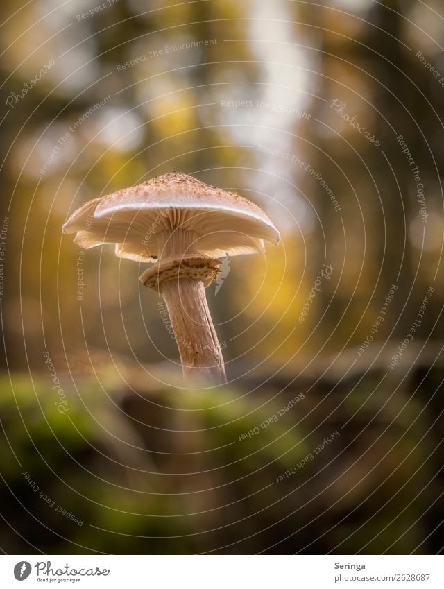 With notch Nature Landscape Plant Animal Autumn Moss Forest Growth Mushroom Mushroom cap Mushroom soup Beatle haircut Mushroom picker Colour photo Multicoloured