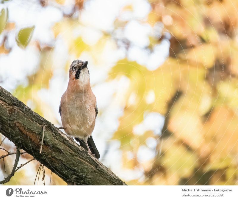 Waxy Jay Nature Animal Sunlight Beautiful weather Tree Forest Wild animal Bird Animal face Wing Claw Feather Beak 1 Observe Looking Stand Near Yellow Green