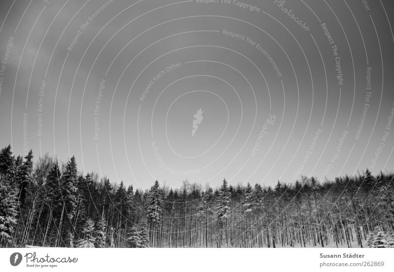 mountain of thunder Winter Forest Mountain Tall Winter forest Snow Skyward Treetop Twilight Dark Black & white photo Deserted Evening Deep depth of field