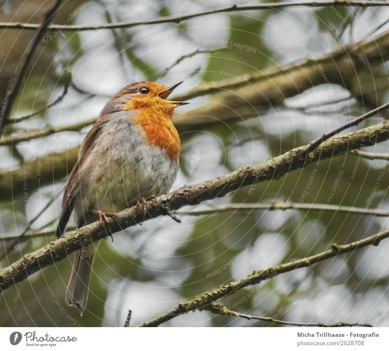 Singing robin Nature Animal Sunlight Tree Branch Wild animal Bird Animal face Wing Claw Robin redbreast Feather Beak 1 To talk Communicate Illuminate Looking