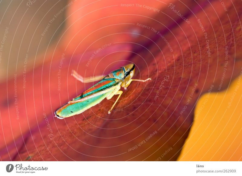 sunbath Environment Nature Autumn Leaf rhododendron cicada 1 Animal Warm-heartedness Sunbathing Insect Colour photo Exterior shot Day Shallow depth of field