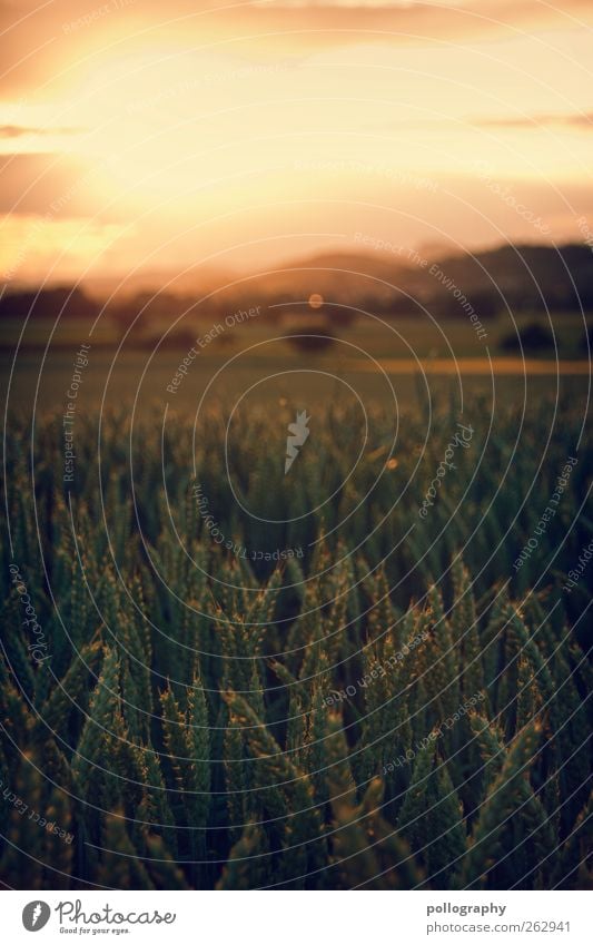 in the early days Nature Landscape Plant Sky Clouds Sun Sunrise Sunset Sunlight Summer Autumn Beautiful weather Meadow Field Hill Growth Grain Grain field