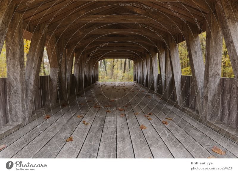 wooden bridge Trip Nature Landscape Wind Forest Bridge Tunnel Old Simple Natural Retro Brown Future Wood Architecture Wooden board Leaf Autumn Autumnal