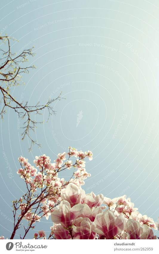 magnolia Nature Plant Sky Cloudless sky Spring Beautiful weather Blossom Magnolia tree Magnolia blossom Garden Park Esthetic Blue Pink White Delicate