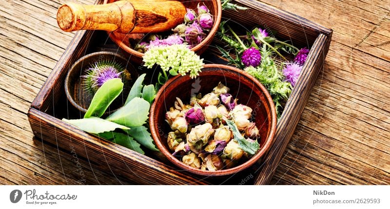 Set healing herbs herbal medicine medical plant natural healthy green nature flower fresh leaf treatment remedy aroma essential mortar wellness bunch medicinal