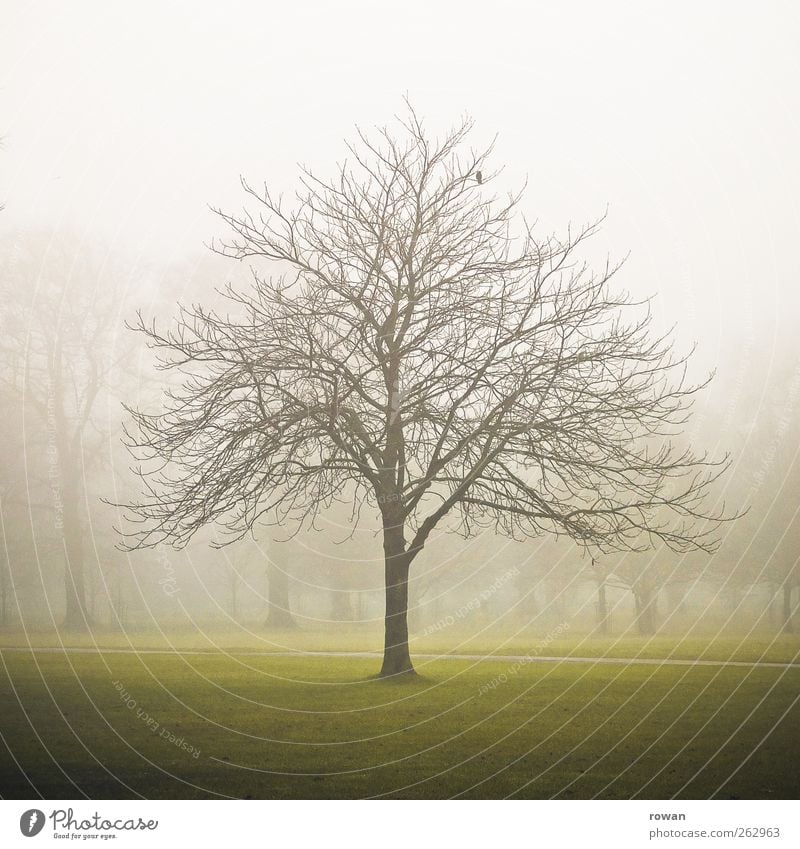 tree Environment Nature Landscape Autumn Winter Bad weather Storm Fog Tree Park Dark Creepy Cold Gloomy Green Transience Bleak Branch Branchage 1 Colour photo