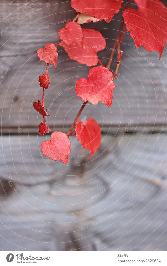 all the red hearts sweetheart Heart vine leaves Heart-shaped heart-shaped Romance romantic Infatuation Idyll metaphor metaphorical symbol Allegory vine plant