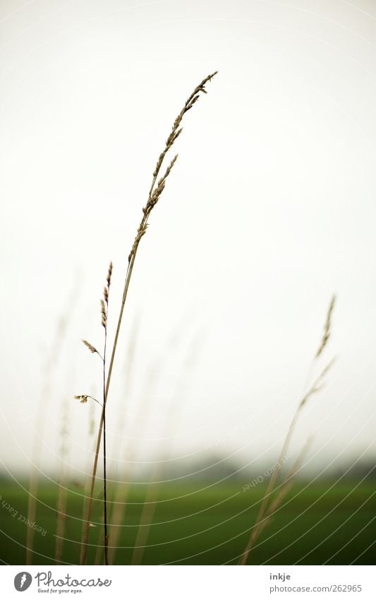 green Environment Nature Landscape Plant Air Sky Cloudless sky Horizon Summer Autumn Climate Grass Wild plant Meadow Field Outskirts Deserted Thin Simple Long