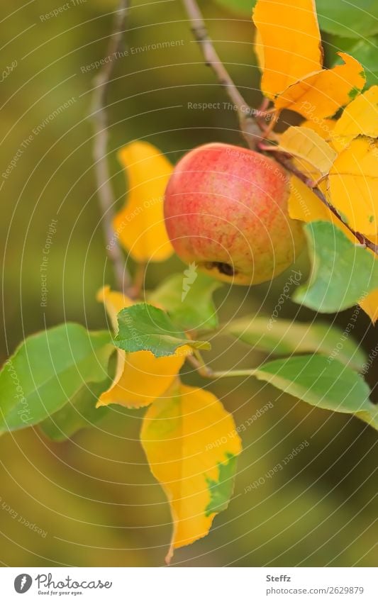 an apple on apple tree branch Apple fruit Garden fruit Fruit organic Organic Pomacious fruits October Apple harvest vegetarian vegan salubriously healthy food