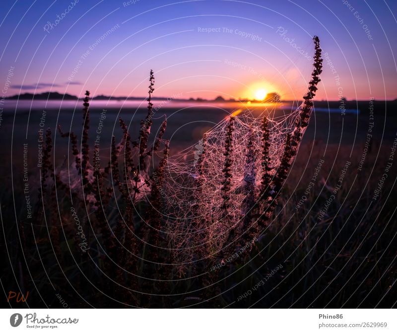 Going online Plant Animal Horizon Sun Summer Beautiful weather Fog Wild plant Meadow Deserted Spider Net Network Esthetic Exotic Free Natural Blue Violet Orange