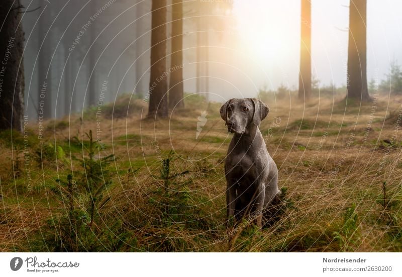 In the Cloud Forest Hunting Trip Hiking Nature Landscape Elements Sun Sunlight Climate Fog Tree Grass Moss Animal Pet Dog Observe Wait Dark Friendliness Fresh