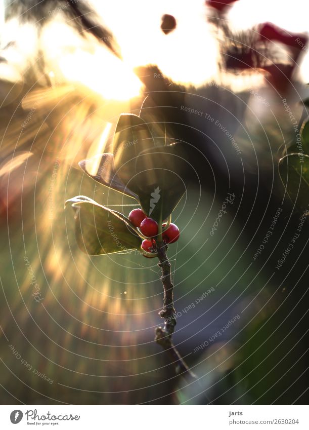 light Plant Sun Sunrise Sunset Beautiful weather Tree Fresh Wet Natural Nature Colour photo Subdued colour Deserted Copy Space left Copy Space right