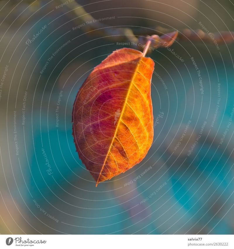 shiny leaves in autumn Leaf Nature Autumn Plant Macro (Extreme close-up) Autumnal colours Rachis Orange Yellow light blue Shallow depth of field Autumn leaves