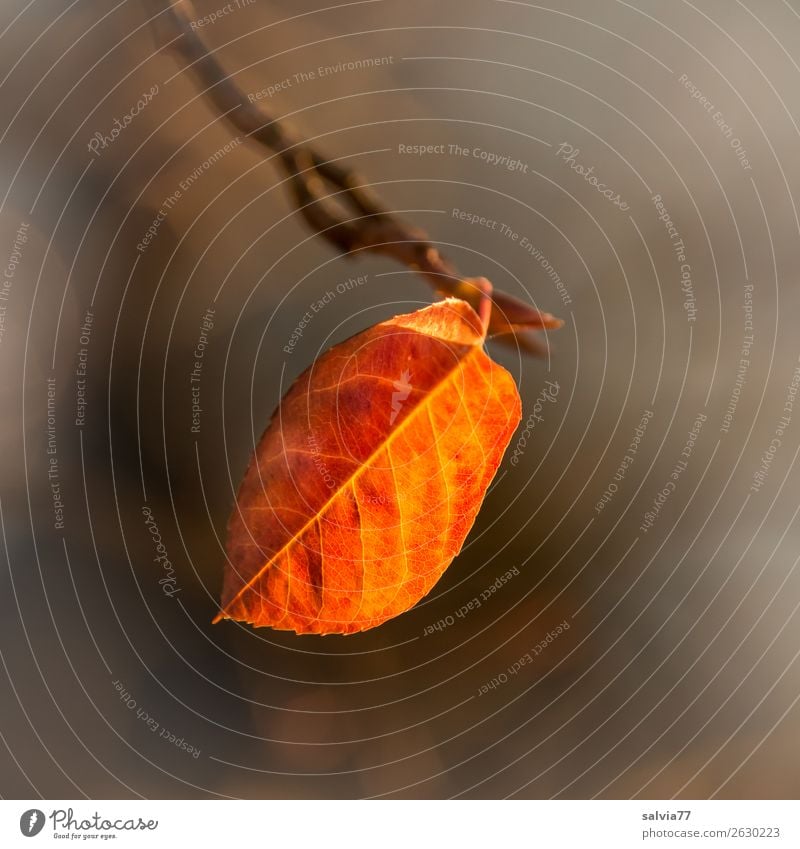 last sheet Environment Nature Autumn Plant Leaf Autumnal colours Illuminate Warmth Brown Yellow Orange Transience Change Rachis Exterior shot