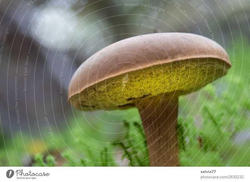 chestnut boletus Environment Nature Plant Earth Autumn Moss Foliage plant Mushroom edible mushroom Mushroom cap Mushroom soup Forest Growth Fresh Delicious