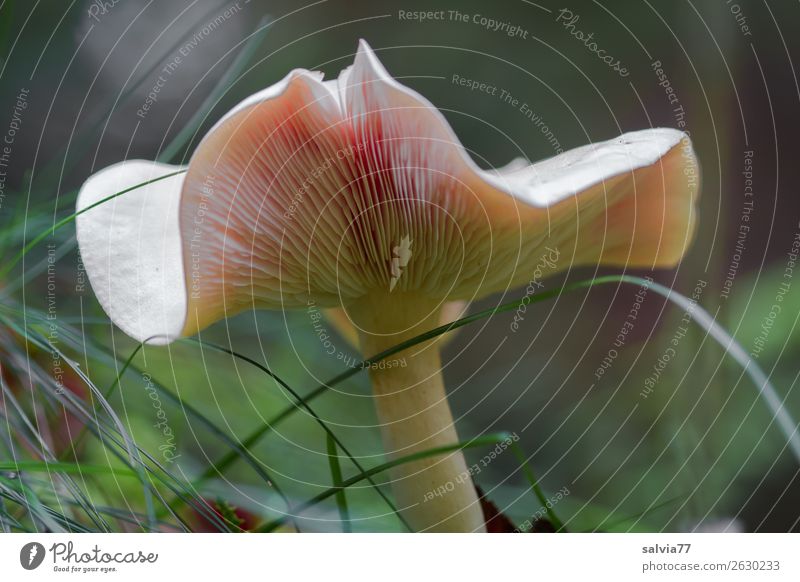 elegant hat Environment Nature Plant Autumn Grass Foliage plant Mushroom Mushroom cap Slat blinds Forest Growth Natural Brown Green Colour photo Subdued colour