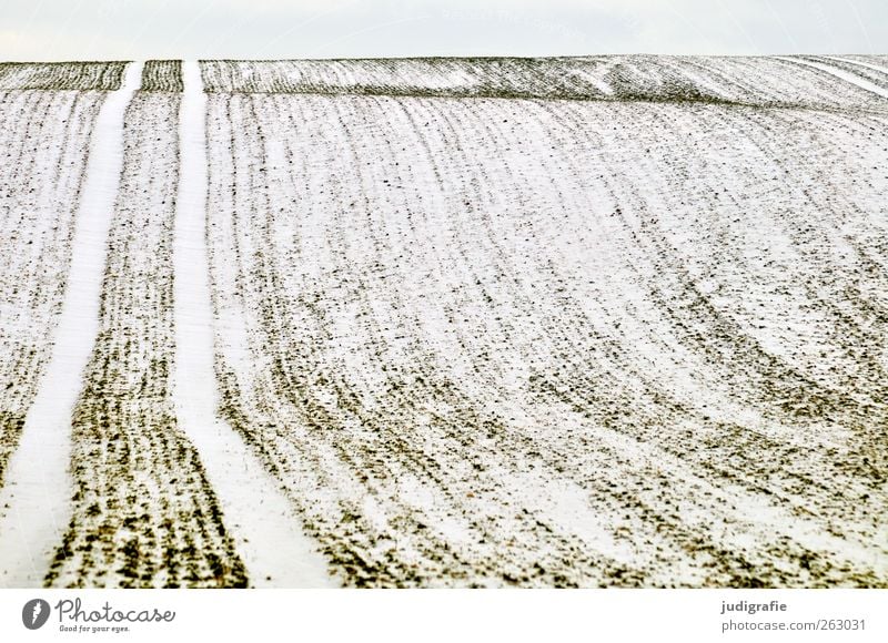 Uckermark Environment Nature Landscape Winter Climate Snow Field Cold Calm Tracks Undulation Colour photo Subdued colour Exterior shot Deserted