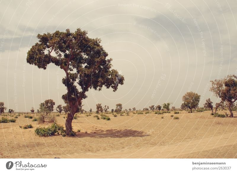 Single leaf tree in barren desert/steppe in Mali/Africa. Nature Landscape Earth Sand Sky Drought Tree Foliage plant Gloomy Desert Steppe Warmth Hot Segoú