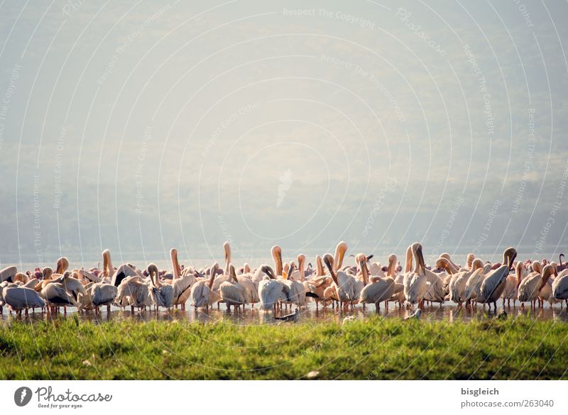 Pelicans IV Lake Nakuru National Park Kenya Africa Animal Bird Flock Stand Green Pink Colour photo Exterior shot Deserted Copy Space top Day