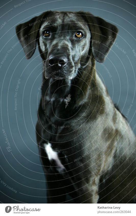 A dog's life Animal Pet Dog Animal face Pelt Labrador Labrador Ridgeback 1 Esthetic Blue Brown Black Elegant Curiosity Pure Surveillance Watchfulness Companion