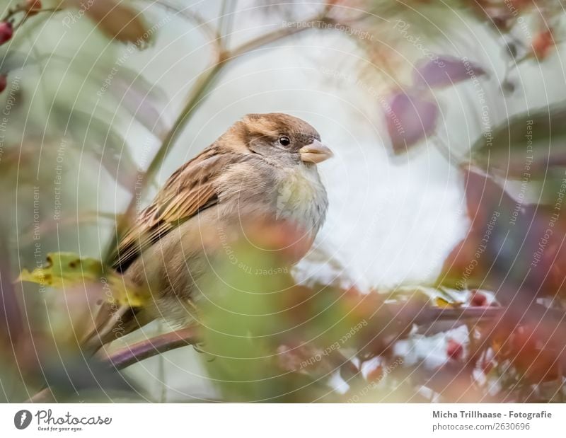 Sparrow behind autumn leaves Environment Nature Animal Sunlight Beautiful weather Tree Leaf Autumn leaves Wild animal Bird Animal face Wing Claw Passerine bird