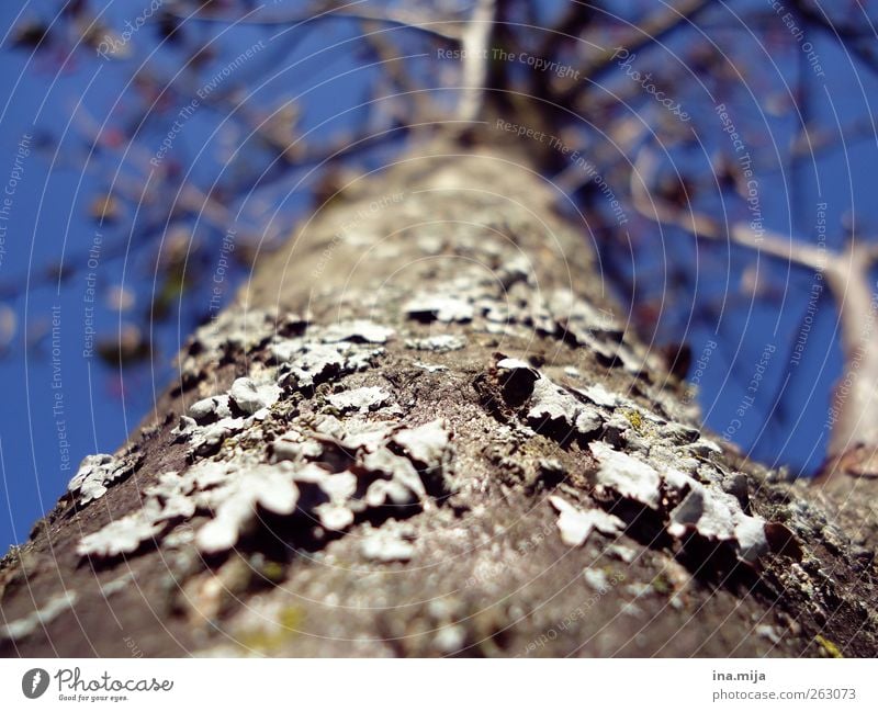 tree Nature Sky Cloudless sky Spring Autumn Winter Beautiful weather Tree Moss Blue Brown Gray Spring fever Fear of heights Tree trunk Branch Tree bark Plant