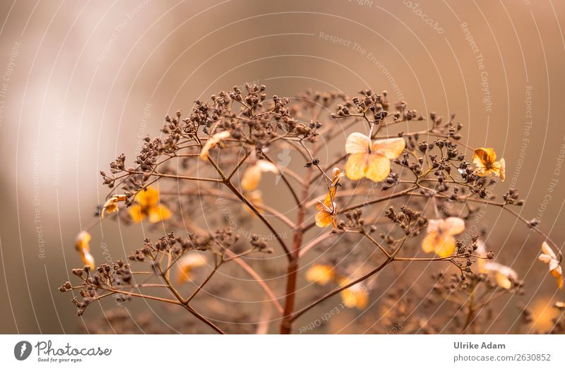 Withered Hydrangeas - Nature Wellness Spa Decoration mourning card Funeral service Plant Autumn Flower Blossom Hydrangea blossom Garden Faded Soft Brown Sadness