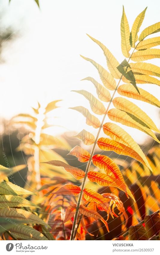 Beautiful autumn leaves in the sunlight Lifestyle Nature Autumn Leaf Garden Park Orange Background picture Autumnal Autumnal colours Autumn leaves Exterior shot