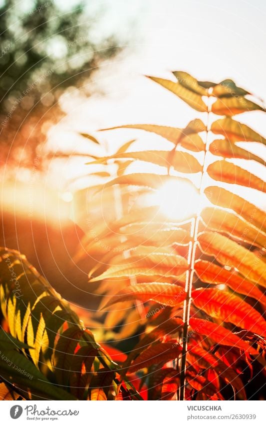 Autumn leaves at sunset Design Nature Plant Park Yellow Sunset Background picture Autumnal Autumnal colours Colour photo Exterior shot Close-up