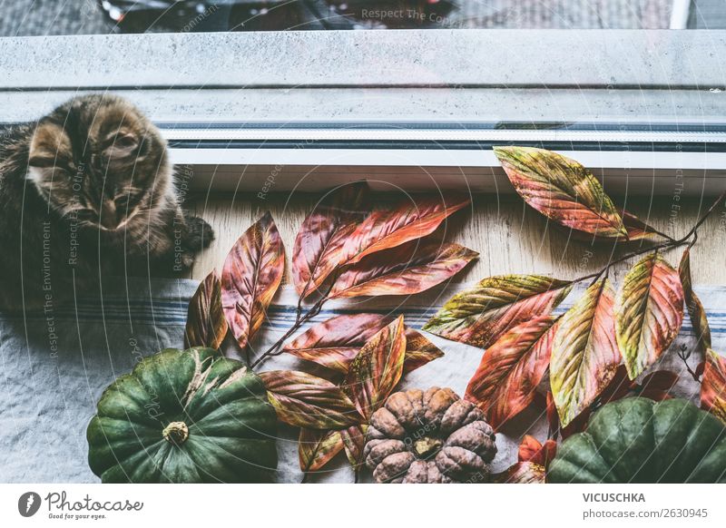 Domestic Still Life with Cat and Pumpkins at the Window Lifestyle Style Design Relaxation Living or residing Flat (apartment) House (Residential Structure)