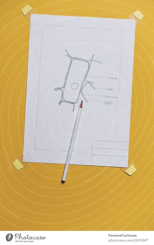 Drawing: cells from the upper epidermis of an onion scale Nature Education Biology Lessons Yellow Pencil Stationery Paper fresh preparation Colour photo