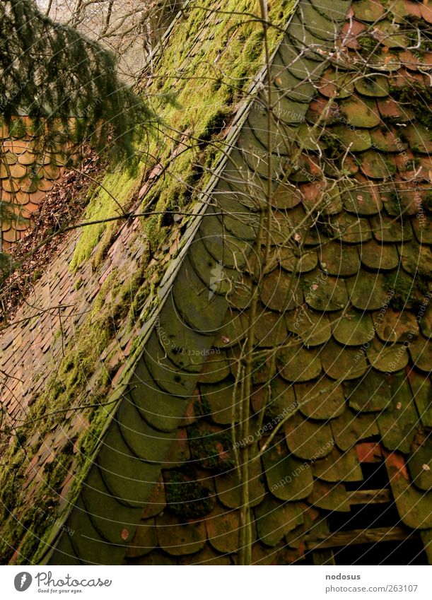 moss roof House (Residential Structure) Moss Architecture Roof Gloomy Kassel Hut Derelict Decline Twigs and branches Hollow Leaf Spruce spruce branch