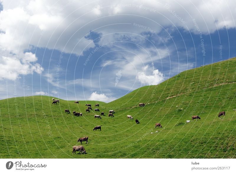 herd of cows Mountain Environment Nature Landscape Summer Grass Hill Animal Farm animal Cow Herd Alpine pasture Colour photo Exterior shot Copy Space top