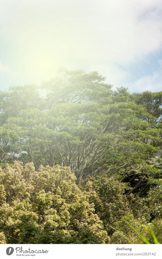 primeval forest Plant Sky Sunlight Summer Beautiful weather Tree Virgin forest Old Esthetic Exotic Natural Warmth Blue Brown Green Colour photo Exterior shot