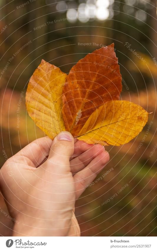 autumn colours Relaxation Calm Vacation & Travel Hiking Man Adults Hand Fingers Autumn Forest To hold on Illuminate Stand Beautiful Warmth Brown Yellow Gold