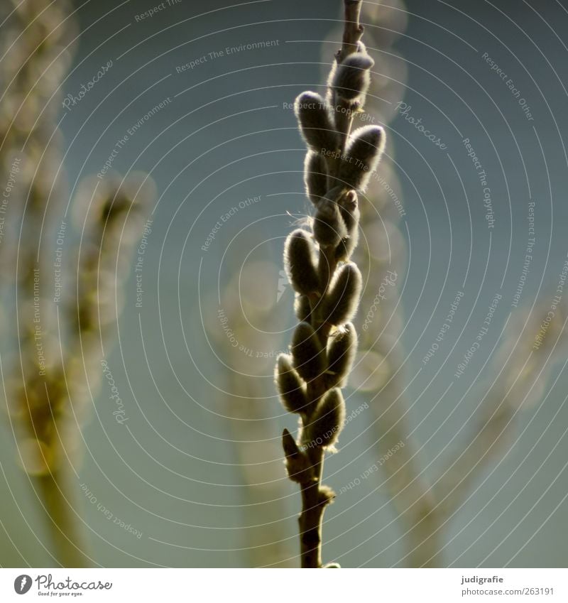 spring Environment Nature Plant Spring Tree Blossoming Growth Warmth Soft Moody Hope Catkin Willow tree Colour photo Exterior shot