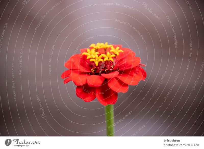 red blossom Relaxation Meditation Summer Plant Flower Blossom Authentic Simple Elegant Friendliness Fresh Beautiful Brown Red Warm-heartedness Friendship Love