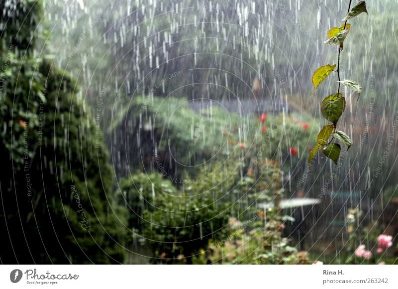 It's raining, it's raining.... Nature Plant Elements Summer Climate Weather Storm Rain Garden Wet Green Drops of water Colour photo Exterior shot Deserted Day