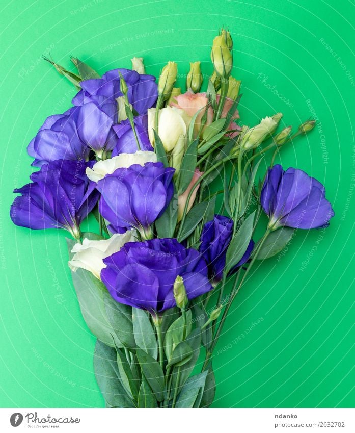 bouquet of flowers Eustoma Lisianthus Feasts & Celebrations Valentine's Day Mother's Day Birthday Nature Plant Flower Leaf Blossom Bouquet Blossoming Fresh