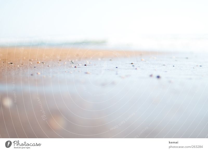 Persecuted by stones Calm Vacation & Travel Far-off places Summer Summer vacation Beach Ocean Sandy beach Stone Mussel shell Bright Wet Empty Loneliness