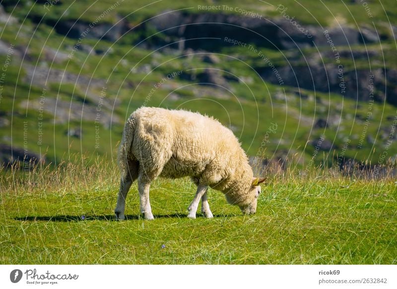 Sheep grazing in Lofoten, Norway Relaxation Vacation & Travel Tourism Mountain Agriculture Forestry Nature Landscape Animal Grass Meadow Rock Farm animal