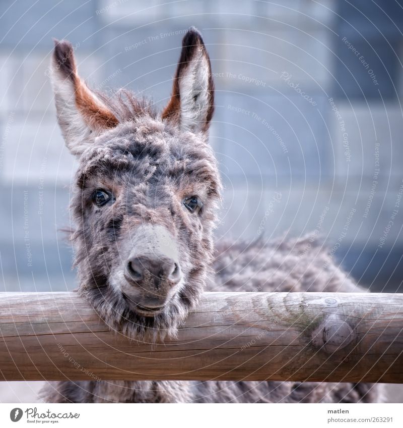 Donkey.ears Animal Pet Farm animal Animal face Pelt 1 Baby animal Friendliness Curiosity Blue Gray Laughter Dog-ear Subdued colour Exterior shot Deserted