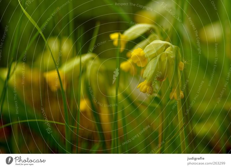 spring Environment Nature Plant Flower Grass Blossom Garden Meadow Blossoming Growth Fresh Beautiful Yellow Green cowslip Colour photo Exterior shot Light