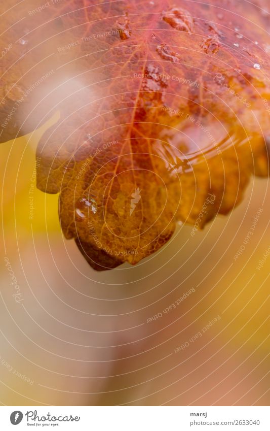 Nice and wet Life Drops of water Autumn Plant Leaf Fresh Wet Natural Autumn leaves Autumnal Autumnal colours Colour photo Multicoloured Exterior shot Close-up