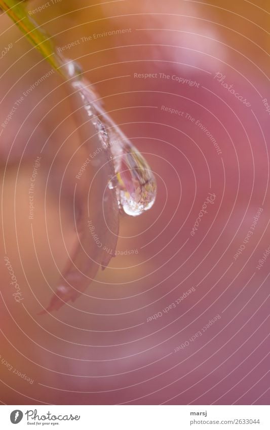 Autumn droplets in pastel Life Harmonious Calm Drops of water Leaf Refreshment Hang Esthetic Authentic Glittering Uniqueness Small Wet Natural Multicoloured