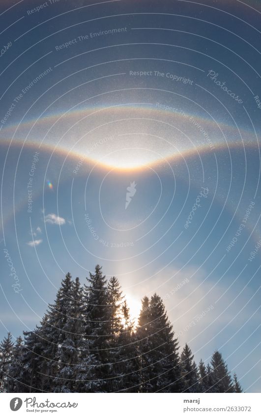 The cold makes it possible Life Harmonious Meditation Winter Sky Beautiful weather Ice Frost Forest Illuminate Exceptional Authentic Bizarre Nature Light column