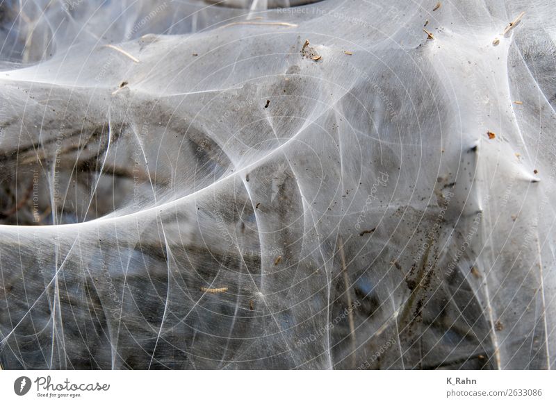 She's crazy, the web moth! Environment Nature Landscape Plant Animal Tree Field Butterfly Group of animals Blossoming To feed Disgust White