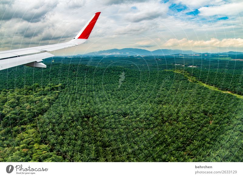 (Negative) transformation | rainforest becomes palm oil Vacation & Travel Tourism Trip Adventure Far-off places Freedom Nature Landscape Climate change Plant