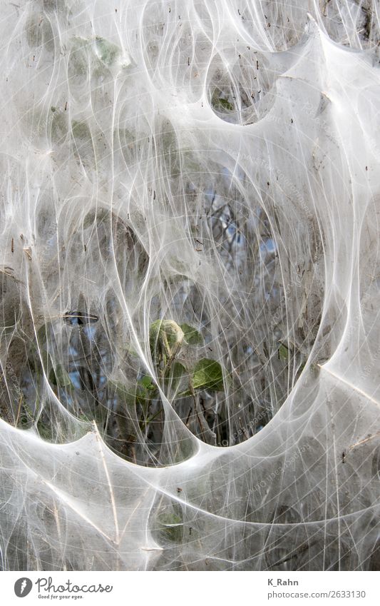 She's crazy, the web moth! Environment Nature Landscape Plant Animal Tree Field Butterfly Group of animals Touch To feed Disgust White Environmental protection